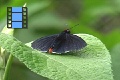 Scene 19_2 Skippers B 3 black skipper red abdomen